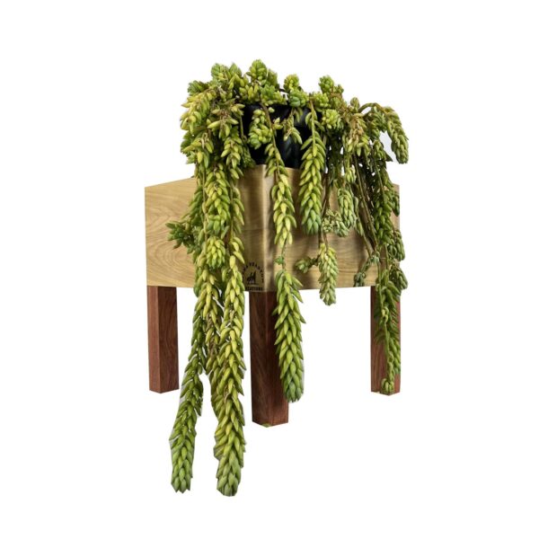 Alpha Phantom Creations Designer Wooden Pot Plant Stand Weatherman with plant angled Alpha Phantom Creations Designer Wooden Pot Plant Stand Weatherman with plant angled